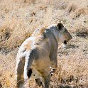 TZA MAR SerengetiNP 2016DEC24 LemalaEwanjan 009 : 2016, 2016 - African Adventures, Africa, Date, December, Eastern, Lemala Ewanjan Camp, Mara, Month, Places, Serengeti National Park, Tanzania, Trips, Year